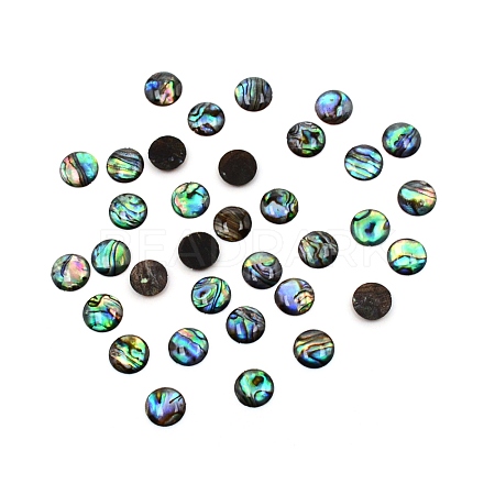Paua Shell Cabochons SHEL-WH0001-002B-1