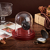 Transparent Glass Shade with Wood Base Watch Display Stand ODIS-WH0038-138-5