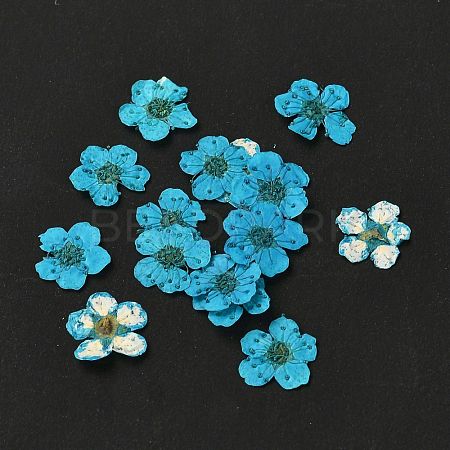 Narcissus Embossing Dried Flowers DIY-K032-60L-1