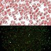 Luminous Glass Seed Beads X1-SEED-A033-07M-2