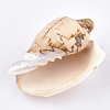 Spiral Shell Beads SSHEL-T005-05-2