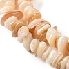 Natural Shell Beads Strands BSHE-G029-01B-4