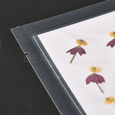 Blood-flower Milkweed Pressed Dried Flowers DIY-K032-59-1