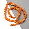 Natural Freshwater Shell Beads Strands BSHE-I016-01C-4