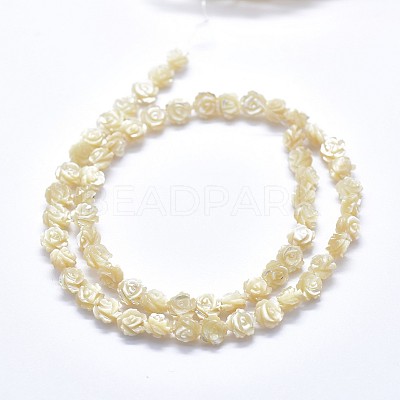 Shell Bead Strands SSHEL-P015-01B-12mm-1