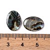 Natural Paua Shell Epoxy Resin Cabochons SSHEL-S279-01B-3