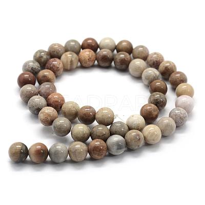 Natural Fossil Coral Beads Strands G-G763-12-10mm-1