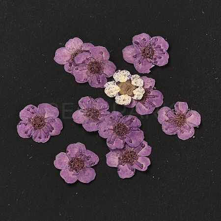 Narcissus Embossing Dried Flowers DIY-K032-60D-1