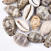 Cowrie Shell Beads SSHEL-S258-59B-1