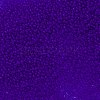 TOHO Round Seed Beads SEED-TR11-0008F-2