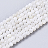 Natural Freshwater Shell Beads Strands X-BSHE-T009-01F-1