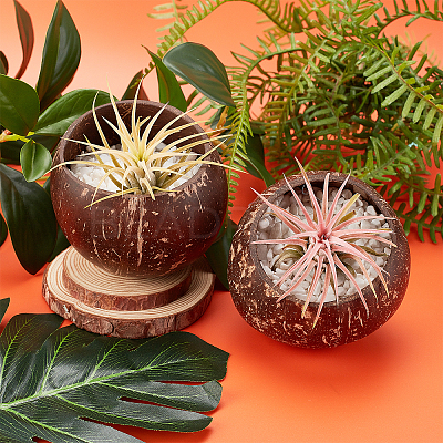 Coconut Candle Holder COCB-WH0001-01-1