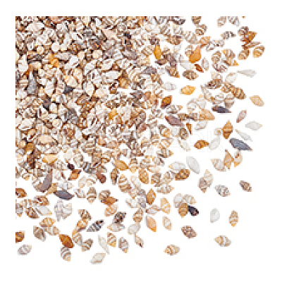 Mini Natural Shell Beads BSHE-PH0001-57A-1