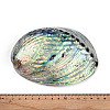 Natural Paua Shell Beads SSHEL-Q298-22-4