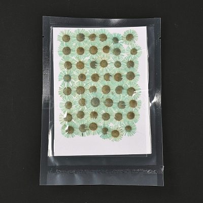 Centaurea Iberica Embossing Dried Flower DIY-K032-65H-1