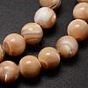 Natural Sea Shell Beads Strands SSHEL-K013-8mm-B-3