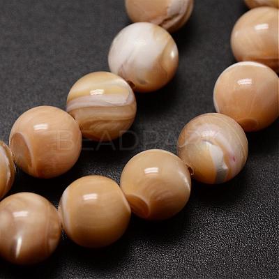 Natural Sea Shell Beads Strands SSHEL-K013-8mm-B-1