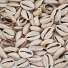 100Pcs Natural Cowrie Shell Beads BSHE-LT0001-08-7