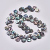 Abalone Shell/Paua Shell Beads Strands BSHE-L043-03-3