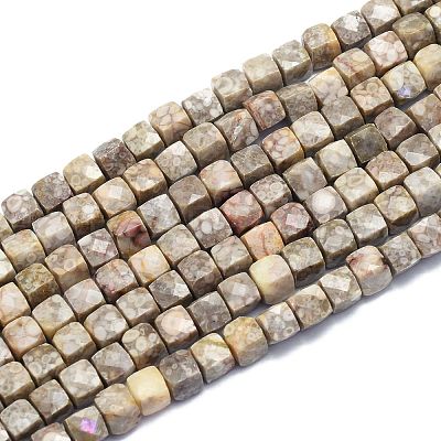 Natural Conch Fossil Beads Strands G-K310-B21-1