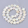 Freshwater Shell Beads Strands SHEL-N026-07B-2