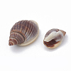 Sea Shell Beads SSHEL-S258-02-2