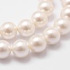 Shell Pearl Bead Strands X-BSHE-L026-03-8mm-5