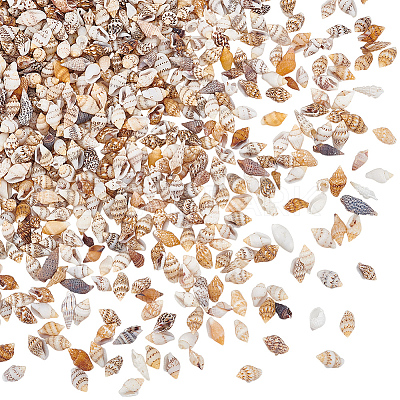 Mini Natural Shell Beads BSHE-PH0001-57A-1
