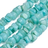 Shell Beads Strands BSHE-G026-02-2