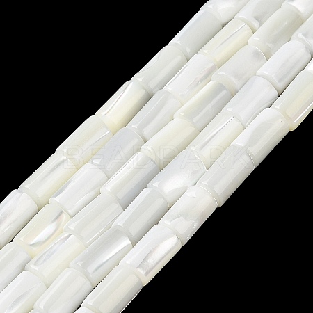 Natural Trochus Shell Beads Strands X-BSHE-Z003-18-1