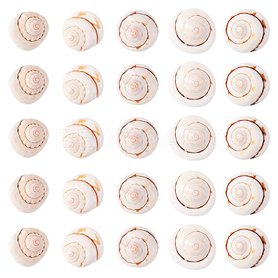 Natural Spiral Shell Red Lip Shell Beads BSHE-TA0002-02-1