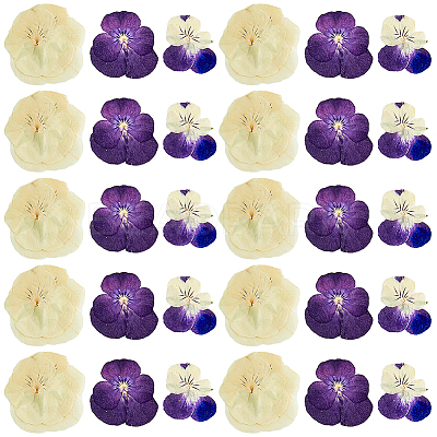 120pcs 3 Style Dried Pansy Flower DIY-HY0001-62-1