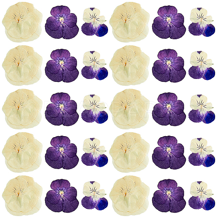 HOBBIESAY 120pcs 3 Style Dried Pansy Flower DIY-HY0001-62-1