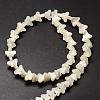 Natural Trochid Shell/Trochus Shell Beads Strands SSHEL-K011-02-2
