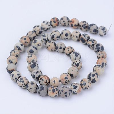 Natural Dalmatian Jasper Beads Strands G-Q462-10mm-05-1