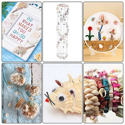 Natural Conch Shell Beads SSHEL-SC0001-08-1