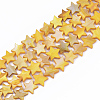 Freshwater Shell Beads Strands SHEL-S276-31-2