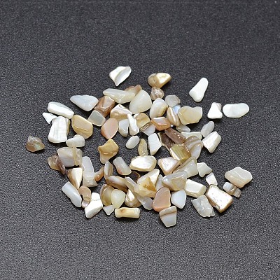 Dyed Natural Freshwater Shell Chips Beads SHEL-O001-17B-1