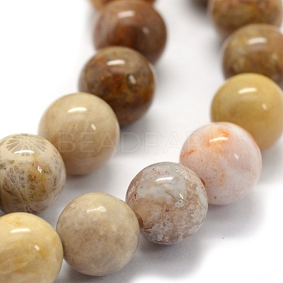 Natural Fossil Coral Beads Strands X-G-G763-12-6mm-1
