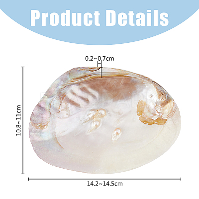 Natural Shell Jewelry Plates DJEW-WH0058-08-1