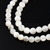 Natural White Shell Bead Strands SSHEL-N003-144C-01-3