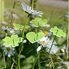 Acrylic Garden Stake AJEW-FH0005-23-6