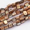 Shell Beads Strands PBB052Y-1