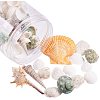 Sea Shell Beads SSHEL-PH0002-19-1