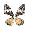 Translucent Resin Pendants Set RESI-G063-01D-1